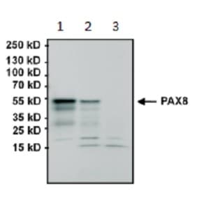 Anti-PAX8 antibody [1F8-3A8](AB183573)