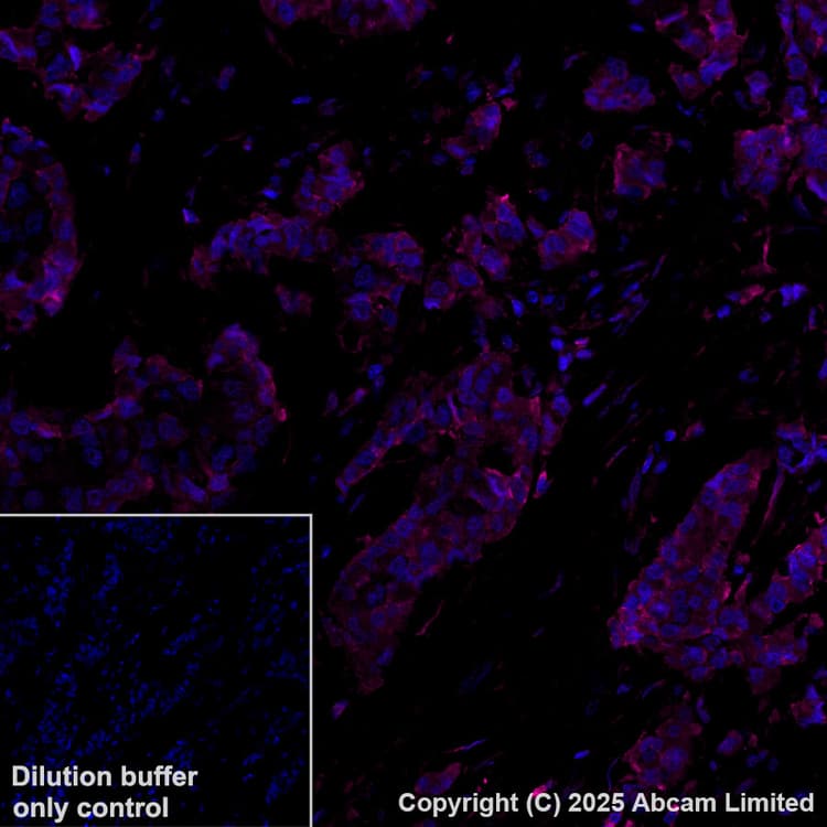 Antigen Retrieval Buffer (100X Tris-EDTA Buffer, pH 9.0)(AB93684)