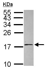 Eif1ay Antibody Ab155546  Western Blot Img85288