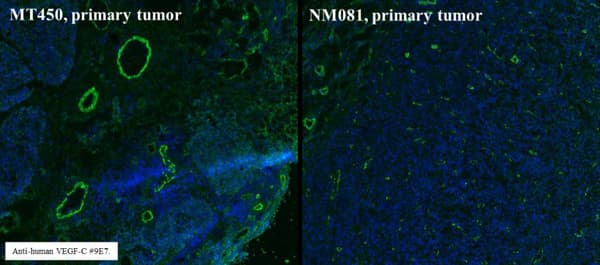 Anti-VEGFC antibody [9/E7](AB106512)