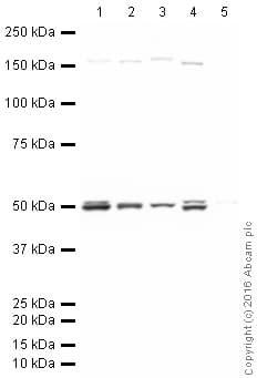 Anti-FOXG1 antibody(AB18259)