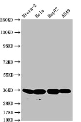 Anti-FGF19 antibody [11H3](AB314023)