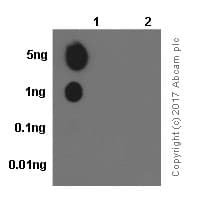 Kap1 Phospho S824 Antibody Epr5248 Bsa And Azide Free Ab215549  Dot Blot Img6919