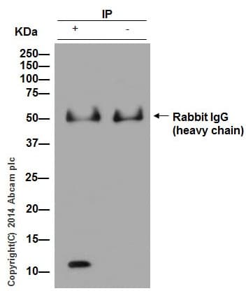 Anti-S100A8 antibody [EPR3554] - Low endotoxin, Azide free(AB219370)