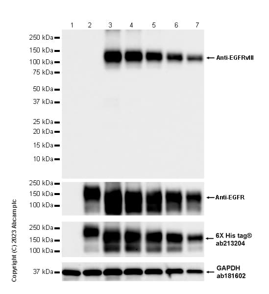 Egfrviii Antibody Epr28380 83 Bsa And Azide Free Ab313647  Western Blot Img418407