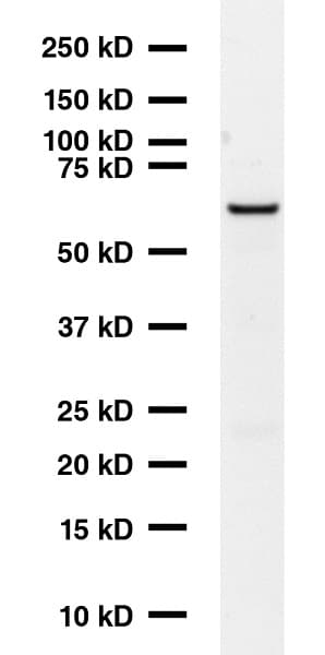 Mouse monoclonal [K-87] to GAD67/GAD1(ab26116)