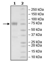 Ab271370  Sds Page Img34699