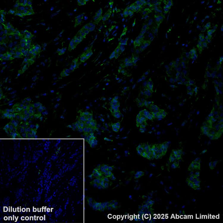 Antigen Retrieval Buffer (100X Tris-EDTA Buffer, pH 9.0)(AB93684)