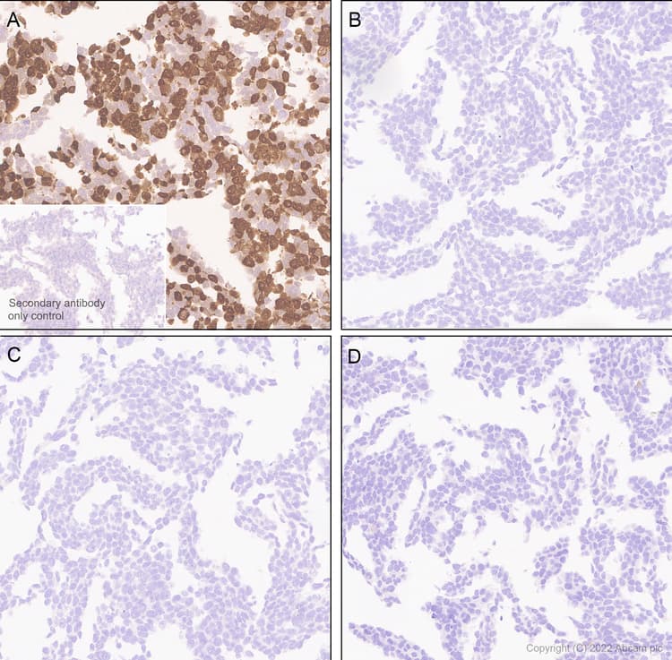 Anti-HuD antibody [EPR26472-54] (BSA and Azide free)(AB302515)