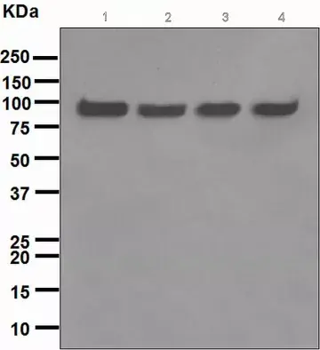 Anti-VCP antibody [EPR3307(2)](AB109240)