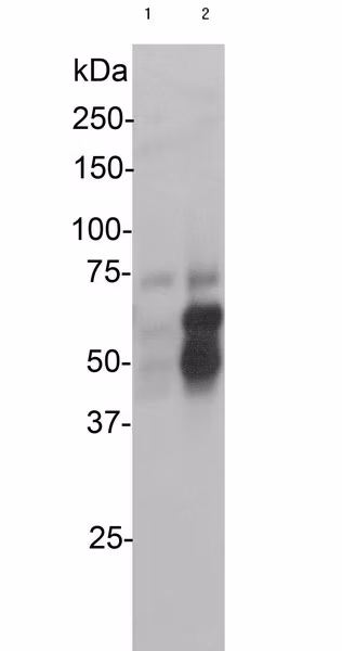 C Fos Antibody Bsa Free Ab190289 Western Blot Img11130