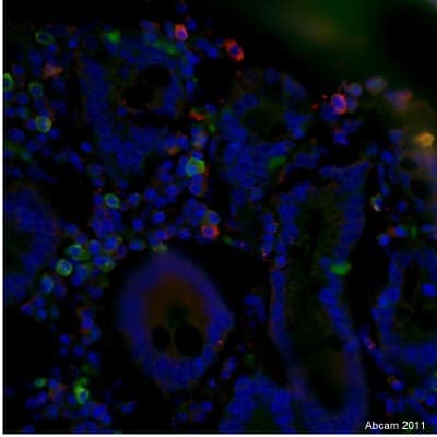 Donkey Anti-Goat IgG H&L (DyLight® 488)(AB96931)