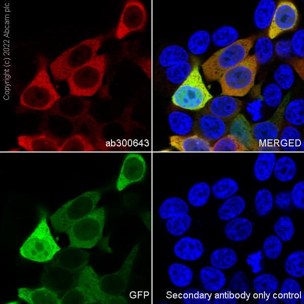 Anti-GFP antibody [EPR14104] - Chicken IgY (Chimeric)(AB300643)