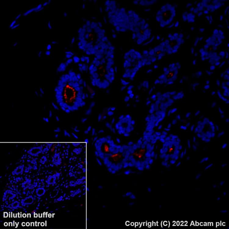 Alexa Fluor® 594 Anti-CD133 antibody [EPR20980-104](AB305371)