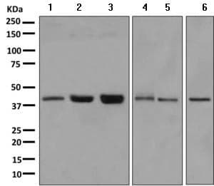 Anti-PTDSS1 antibody [EPR8118(2)](AB157222)