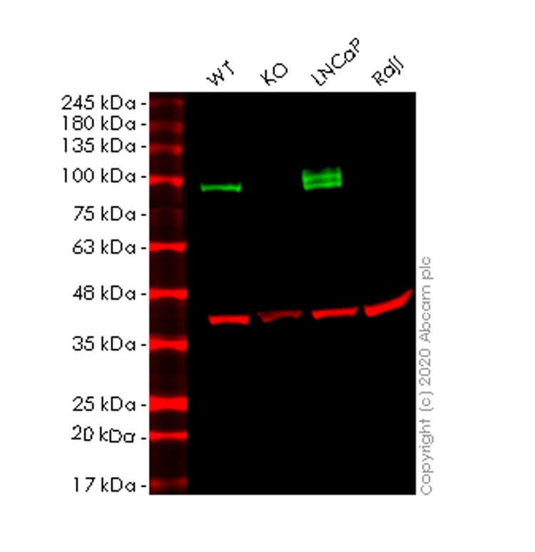 Cd276 Antibody Sp206 Ab227670  Western Blot Img151094