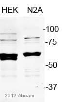 Anti-PDCD4 antibody(ab51495)