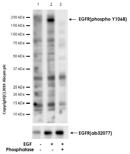 Anti-EGFR (phospho Y1068) antibody [EP774Y](AB40815)