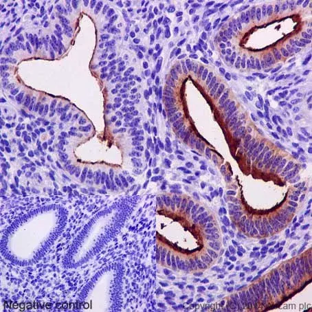 Anti-MUC1 antibody [EPR1023](AB109185)