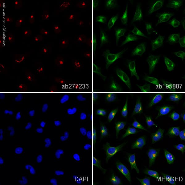 Alexa Fluor 594 Gm130 Antibody Ep892y Cis Golgi Marker Ab277236  Immunocytochemistry Immunofluorescence Img184819