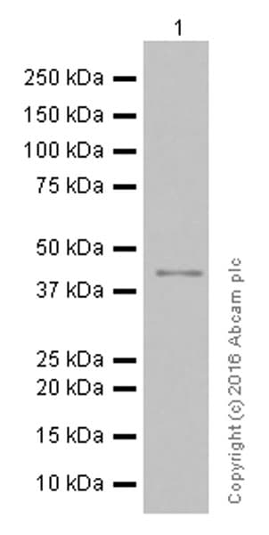 Anti-TTF1/Nkx2-1 antibody [EP1584Y](AB76013)