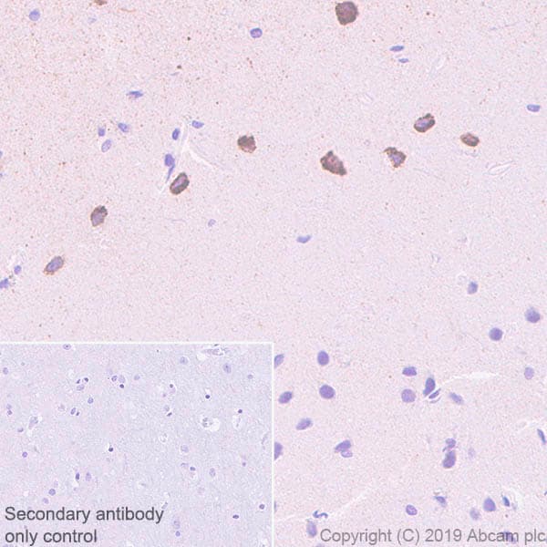 Anti-Reelin antibody [EPR22515-75](AB230820)