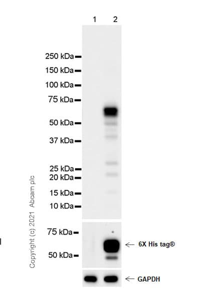 Anti-TPH2 antibody [EPR25100-29] - BSA and Azide free(AB288068)