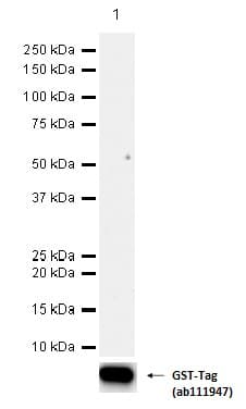 Anti-Estrogen Receptor alpha antibody [EPR4097](AB108398)