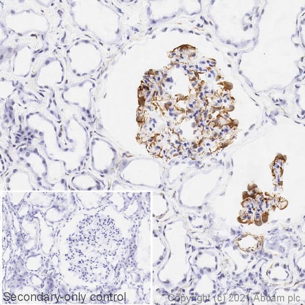 Anti-Nestin antibody [SP103](AB105389)