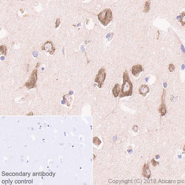 Anti-RPS6 antibody [EPR22168] - Ribosome Marker(AB225676)