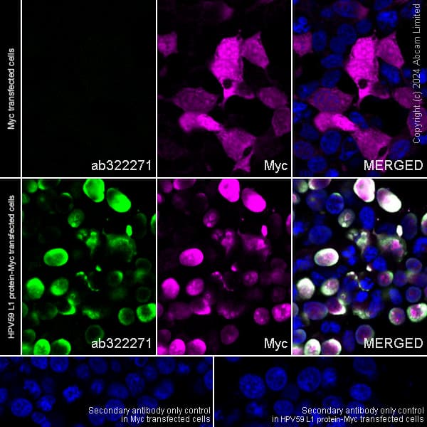 Anti-Myc tag antibody(AB9106)