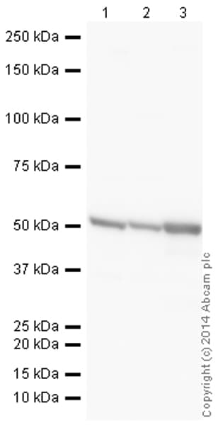 HeLa whole cell lysate(AB150035)