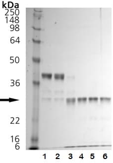 Recombinant human Cathepsin K protein (Active)(AB157067)