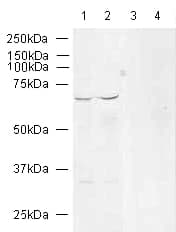 Anti-NF-kB p65 antibody(AB16502)
