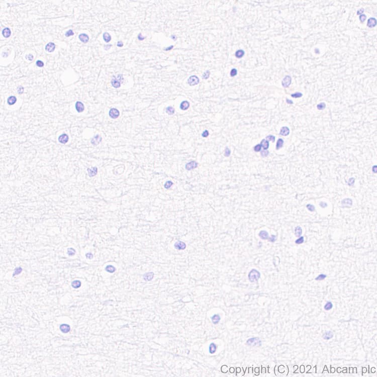Anti-CD208 antibody [EPR24265-8](AB271053)