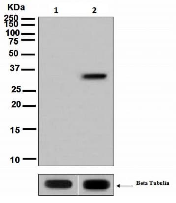 Anti-RPA32/RPA2 (phospho T21) antibody [EPR2846(2)](AB109394)