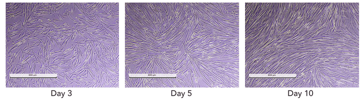 ioSkeletal Myocytes - Human iPSC derived cells(AB277612)