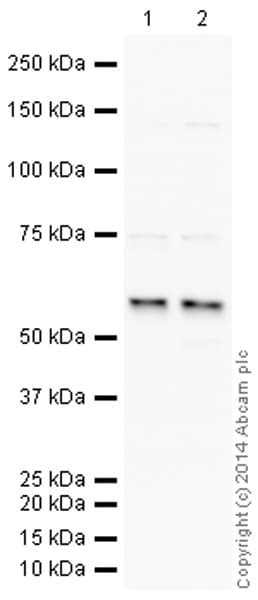 HeLa whole cell lysate(AB150035)
