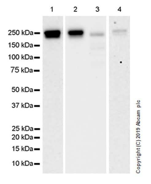 Anti-SMARCA2 / BRM antibody [EPR23103-44](AB240648)