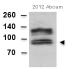 Anti-Amyloid Precursor Protein antibody [Y188](AB32136)