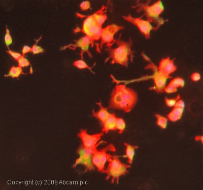 Muscarinic Acetylcholine Receptor 2 Cm2 Antibody 31 1d1 Ab2805  Immunocytochemistry Immunofluorescence Img41714