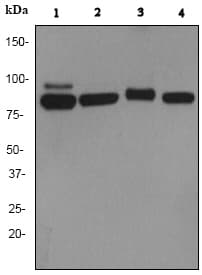 Anti-Cullin 3/CUL-3 antibody [EPR3196Y](ab75851)