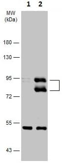 Mdm2 Antibody Chip Grade Ab226939  Western Blot Img58164