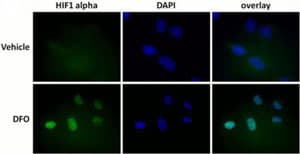 Human Hif1a + BNIP3 Hypoxia In Cell ELISA Kit (IR)(AB129733)