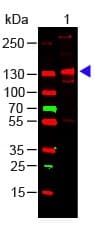 Anti-Collagen III antibody(ab7778)