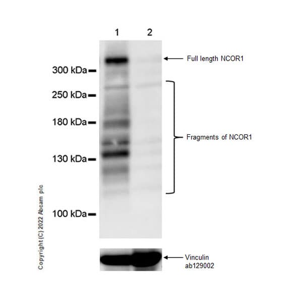 Nuclear Receptor Corepressor Ncor Antibody Epr23834 46 Bsa And Azide Free Ab300616  Western Blot Img405630