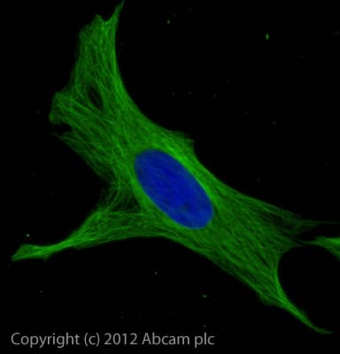 Donkey F(ab')2 Anti-Rat IgG H&L (Alexa Fluor® 488) preadsorbed(AB150149)