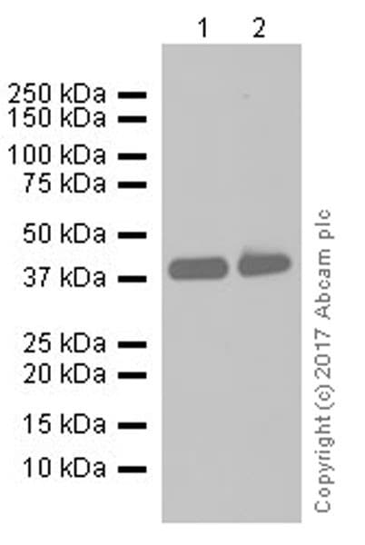 Anti-EpCAM antibody [EPR20532-225](AB223582)
