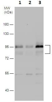 Mdm2 Antibody Chip Grade Ab226939  Western Blot Img18095