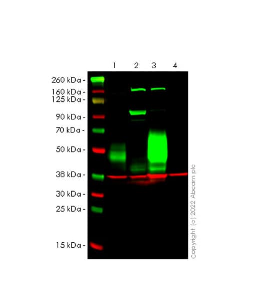 Cd47 Antibody Epr24922 5 Ab300435  Western Blot Img400621